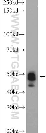 GKAP1 Antibody in Western Blot (WB)