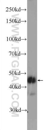 GKAP1 Antibody in Western Blot (WB)