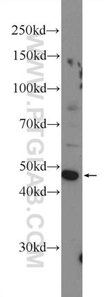 GKAP1 Antibody in Western Blot (WB)