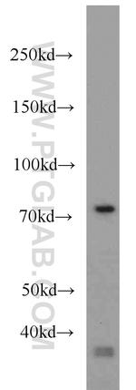 RPH3A Antibody in Western Blot (WB)