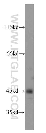 SEPT2 Antibody in Western Blot (WB)