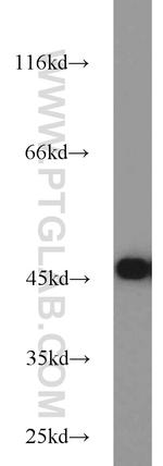 SEPT2 Antibody in Western Blot (WB)