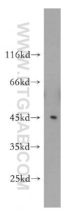 SEPT2 Antibody in Western Blot (WB)