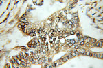 SEPT2 Antibody in Immunohistochemistry (Paraffin) (IHC (P))