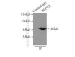 SEPT2 Antibody in Immunoprecipitation (IP)