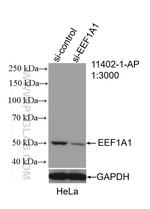 EEF1A1 Antibody in Western Blot (WB)