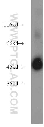 EEF1A1 Antibody in Western Blot (WB)