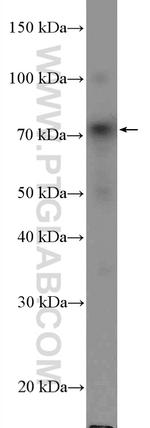 MELK Antibody in Western Blot (WB)