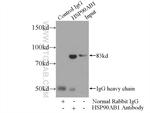 HSP90AB1 Antibody in Immunoprecipitation (IP)