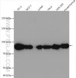 HSP90AB1 Antibody in Western Blot (WB)