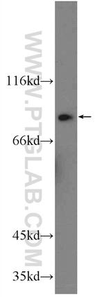 HSP90AB1 Antibody in Western Blot (WB)