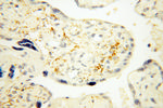 XPO6 Antibody in Immunohistochemistry (Paraffin) (IHC (P))