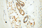 XPO6 Antibody in Immunohistochemistry (Paraffin) (IHC (P))