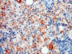 XPO6 Antibody in Immunohistochemistry (Paraffin) (IHC (P))