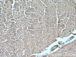 XPO6 Antibody in Immunohistochemistry (Paraffin) (IHC (P))