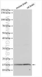 LYPD1 Antibody in Western Blot (WB)