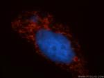 COX5B Antibody in Immunocytochemistry (ICC/IF)