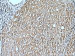 COX5B Antibody in Immunohistochemistry (Paraffin) (IHC (P))