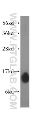 COX5B Antibody in Western Blot (WB)