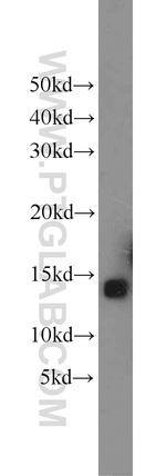 COX5B Antibody in Western Blot (WB)