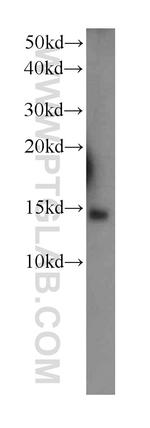 COX5B Antibody in Western Blot (WB)