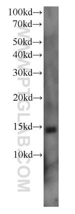 COX5B Antibody in Western Blot (WB)