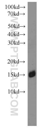 COX5B Antibody in Western Blot (WB)