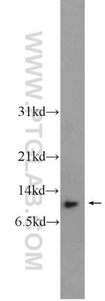 HOPX Antibody in Western Blot (WB)