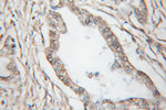 MARCKSL1 Antibody in Immunohistochemistry (Paraffin) (IHC (P))