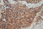 MARCKSL1 Antibody in Immunohistochemistry (Paraffin) (IHC (P))