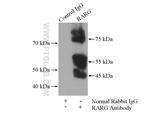 RARG Antibody in Immunoprecipitation (IP)