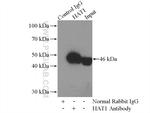 HAT1 Antibody in Immunoprecipitation (IP)