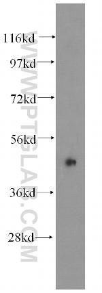 HAT1 Antibody in Western Blot (WB)