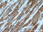 COX15 Antibody in Immunohistochemistry (Paraffin) (IHC (P))