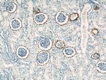 VCAM-1 Antibody in Immunohistochemistry (Paraffin) (IHC (P))