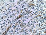 VCAM-1 Antibody in Immunohistochemistry (Paraffin) (IHC (P))