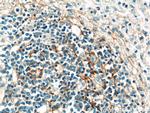 VCAM-1 Antibody in Immunohistochemistry (Paraffin) (IHC (P))