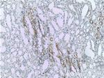 VCAM-1 Antibody in Immunohistochemistry (Paraffin) (IHC (P))