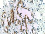 VCAM-1 Antibody in Immunohistochemistry (Paraffin) (IHC (P))