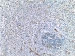 VCAM-1 Antibody in Immunohistochemistry (Paraffin) (IHC (P))