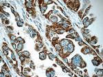 COX5A Antibody in Immunohistochemistry (Paraffin) (IHC (P))