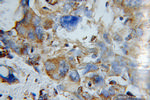 COX5A Antibody in Immunohistochemistry (Paraffin) (IHC (P))