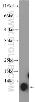 COX5A Antibody in Western Blot (WB)