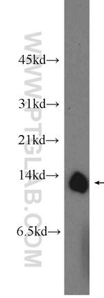 COX5A Antibody in Western Blot (WB)