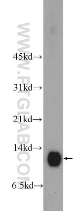 COX5A Antibody in Western Blot (WB)