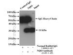 NQO1 Antibody in Immunoprecipitation (IP)