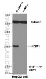 NQO1 Antibody in Western Blot (WB)