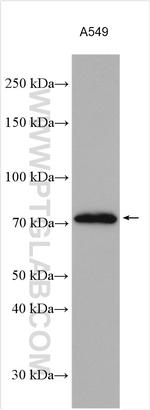 Kindlin 2 Antibody in Western Blot (WB)