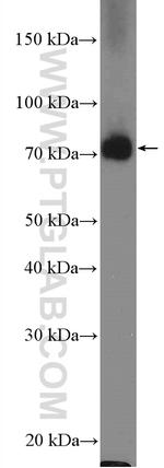 Kindlin 2 Antibody in Western Blot (WB)