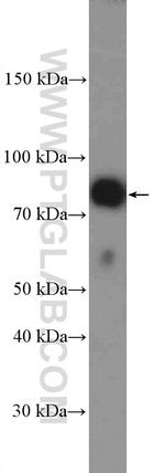 Kindlin 2 Antibody in Western Blot (WB)